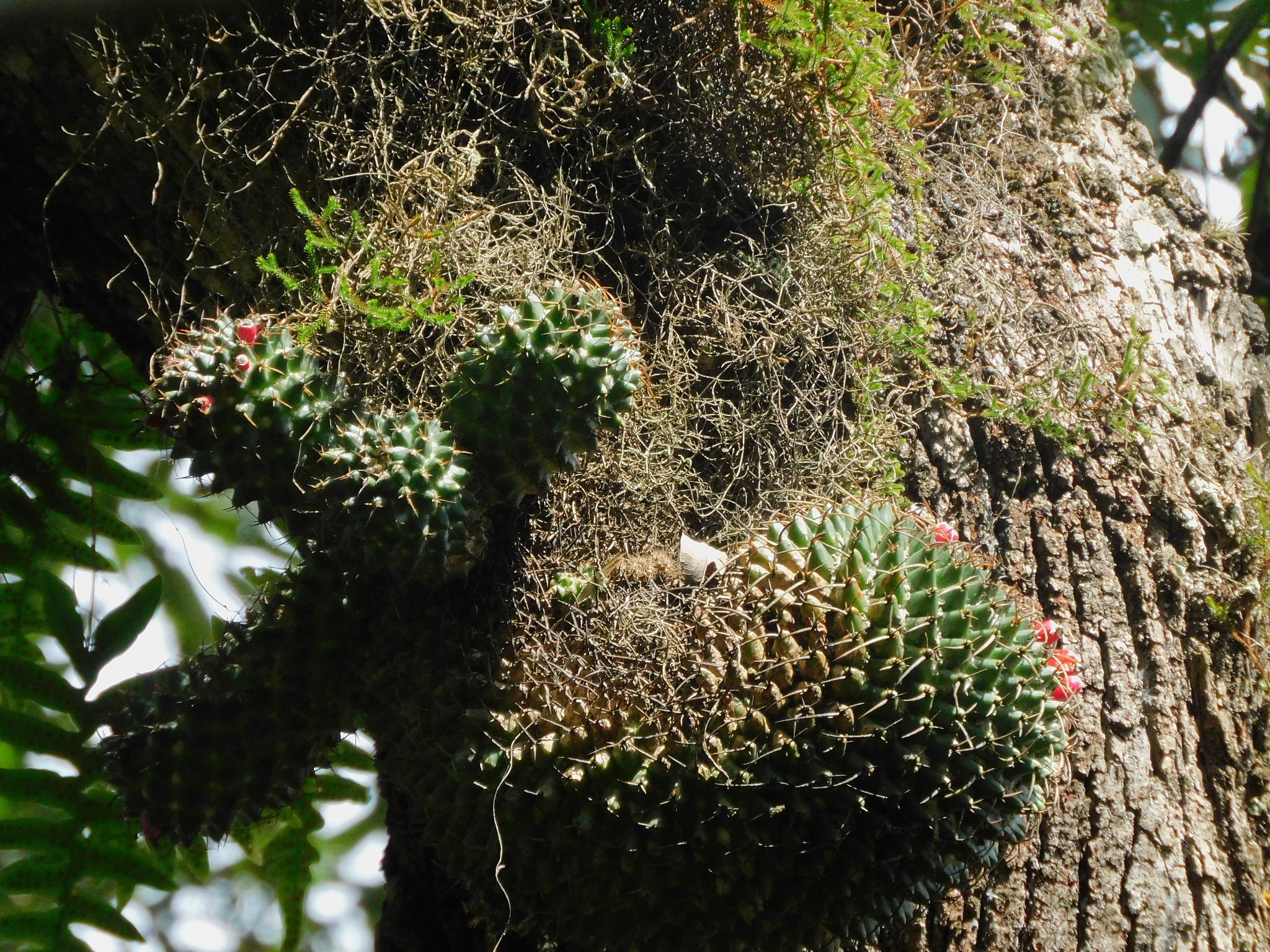 Mammillaria polythele
